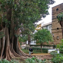 Huge tree in the garden Jardines de Murillo